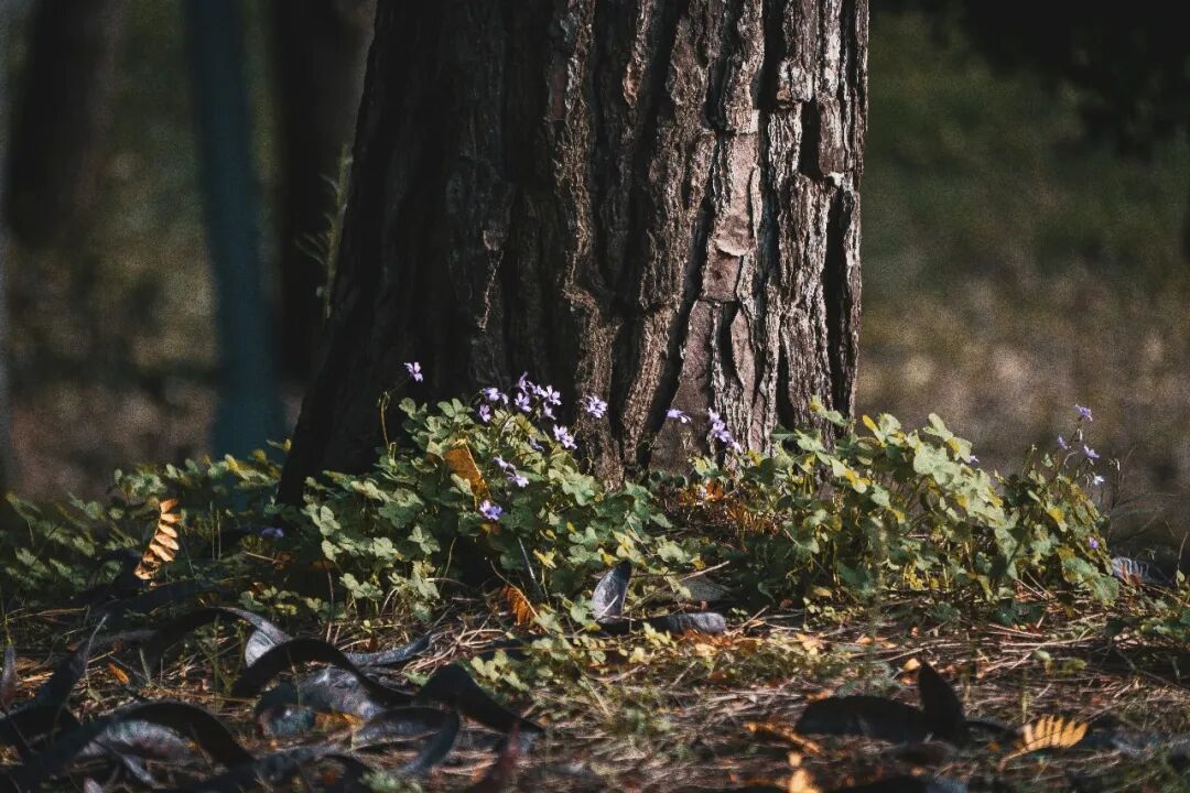 以山河為膚，復刻時光的觸感